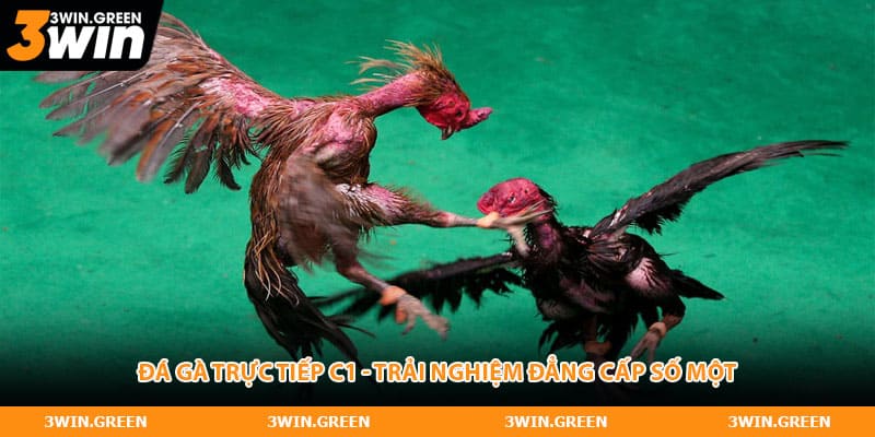 Đá Gà Trực Tiếp C1 - Trải Nghiệm Đẳng Cấp Số 1 Châu Á