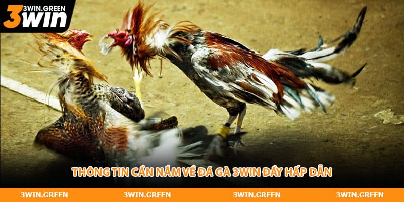 Thông tin cần nắm về đá gà 3WIN đầy hấp dẫn